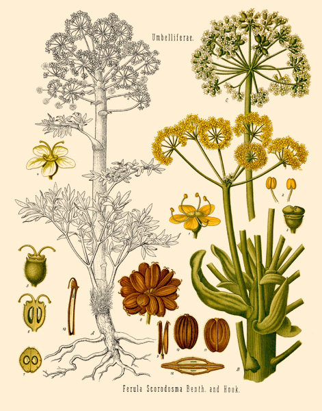 Asafoetida Plant